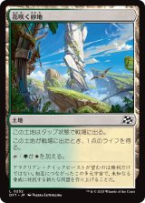 花咲く砂地/Blossoming Sands