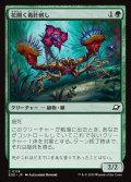 花開く毒針刺し/Blooming Stinger