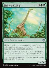 調和する木立跨ぎ/Harmonious Grovestrider