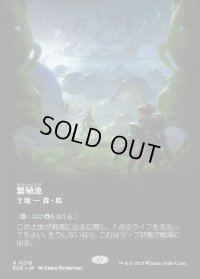 繁殖池/Breeding Pool