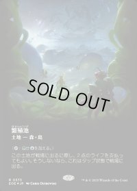 繁殖池/Breeding Pool