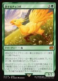 旅するチョコボ/Traveling Chocobo