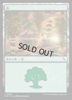 画像1: 森/Forest