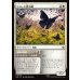 画像1: ビロード羽の蝶/Velvetwing Butterflies (1)