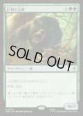 巨怪の大熊/Gigantic Big Bear