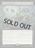 クモたちの晩ご飯/Supper for Spiders