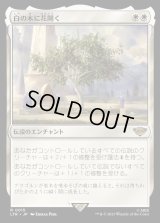 《白の木に花開く/Flowering of the White Tree(0015)》【JPN】[LTR白R]
