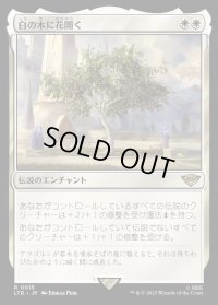 《白の木に花開く/Flowering of the White Tree(0015)》【JPN】[LTR白R]