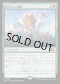 枝分かれの進化/Branching Evolution