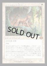 オセロットの群れ/Ocelot Pride