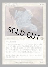 白蘭の幻影/White Orchid Phantom
