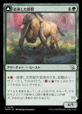 《結束した群獣/Bonded Herdbeast(0178)》【JPN】[MOM緑C]