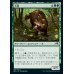画像1: 大狸/Greater Tanuki (1)