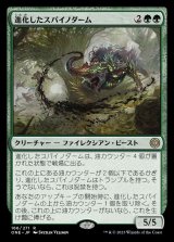 進化したスパイノダーム/Evolved Spinoderm