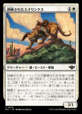 訓練されたエイリンクス/Trained Arynx