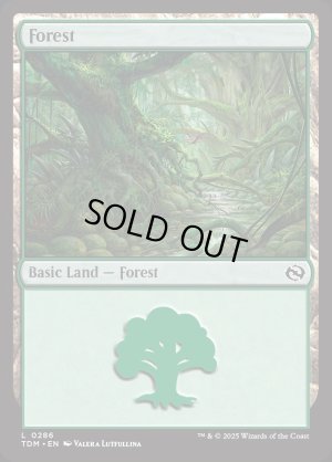 画像2: 森/Forest