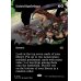 画像2: 団結の最前線/United Battlefront (2)
