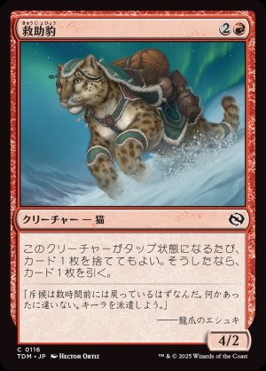 画像1: 救助豹/Rescue Leopard