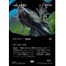 画像1: カルシの帰還者/Qarsi Revenant (1)