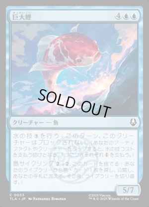 画像1: 巨大鯉/Giant Koi