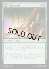 一繋がりの根/Shared Roots