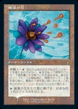 睡蓮の花/Lotus Bloom
