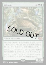 開花の亀/Blossoming Tortoise