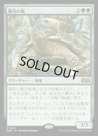開花の亀/Blossoming Tortoise