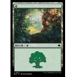 画像1: 森/Forest (1)
