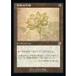 画像1: 金粉の水蓮/Gilded Lotus (1)
