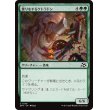 画像1: 渡りをするケトラドン/Migrating Ketradon (1)