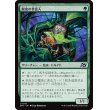 画像1: 脱皮の世話人/Molt Tender (1)