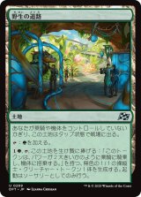 画像: 野生の道路/Wild Roads