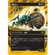 画像1: 屑転がし/Debris Beetle (1)