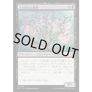 画像: 立ち枯れた黒茨/Blighted Blackthorn