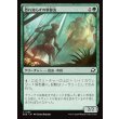 画像1: 恐れ知らずの新参虫/Intrepid Tenderfoot (1)