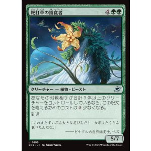 画像: 鞭打草の捕食者/Lashwhip Predator
