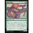 画像1: 秘儀の両頭蛇/Arcane Amphisbaena (1)