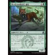 画像1: 争い好きの野良犬、義丸/Yoshimaru, Scrappy Stray (1)