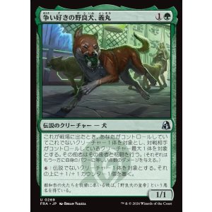 画像: 争い好きの野良犬、義丸/Yoshimaru, Scrappy Stray