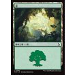 画像1: 森/Forest (1)