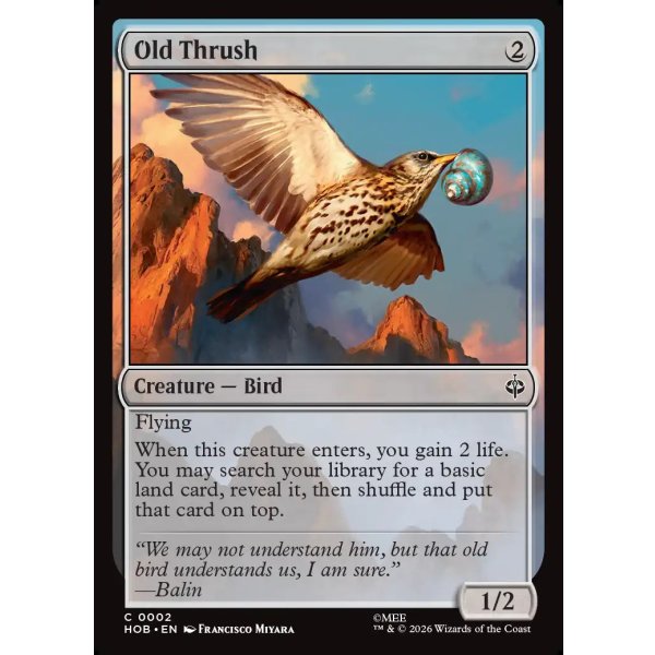 画像2: 大きなツグミ/Old Thrush (2)