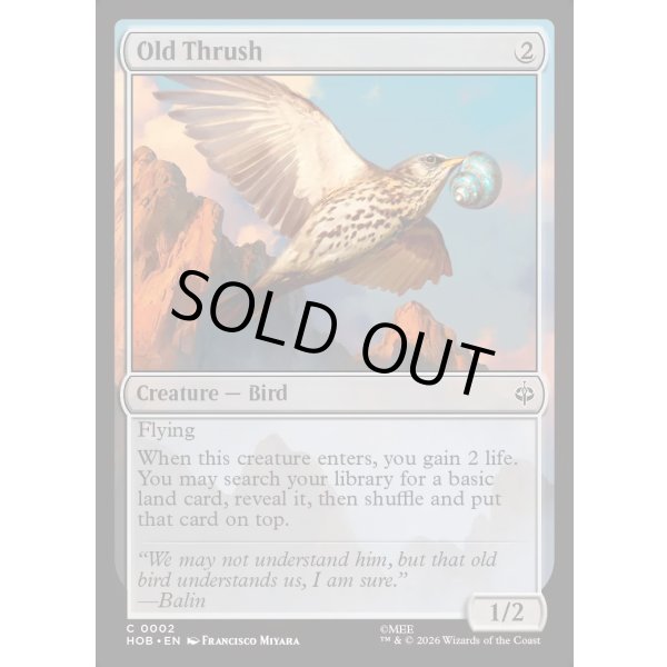 画像2: 大きなツグミ/Old Thrush (2)