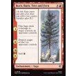 画像2: 燃えろ、燃えろ、木よ、シダよ/Burn, Burn, Tree and Fern (2)