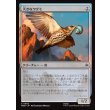 画像1: 大きなツグミ/Old Thrush (1)