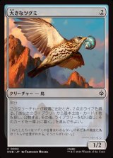 画像: 大きなツグミ/Old Thrush