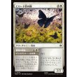 画像1: ビロード羽の蝶/Velvetwing Butterflies (1)