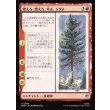 画像1: 燃えろ、燃えろ、木よ、シダよ/Burn, Burn, Tree and Fern (1)