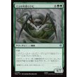 画像1: でぶの年寄りクモ/Old Fat Spider (1)