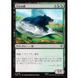 画像1: 大きな熊/Large Bear (1)